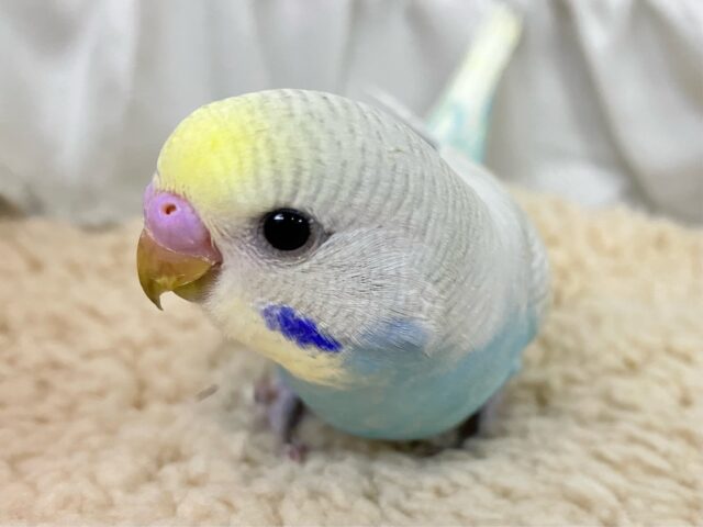 ✨最新画像✨魅力たっぷりチョコがけRainbow🌈ᵕ̈*セキセイインコ(パステルレインボースパングル2024年12月生まれ