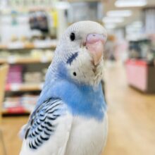 【最新画像更新🪄カゴデビューしました☆】たくさん食べて眠って成長中❤︎セキセイインコ（パイド）ヒナ