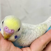 ✨最新画像✨魅力たっぷりチョコがけRainbow🌈ᵕ̈*セキセイインコ(パステルレインボースパングル2024年12月生まれ