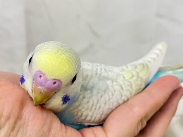 ✨最新画像✨魅力たっぷりチョコがけRainbow🌈ᵕ̈*セキセイインコ(パステルレインボースパングル2024年12月生まれ