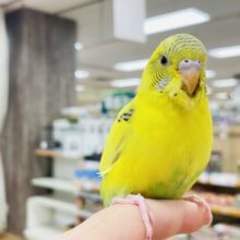 【最新画像更新🪄】まん丸お目目が魅力♡セキセイインコ（ハルクイン）ヒナ