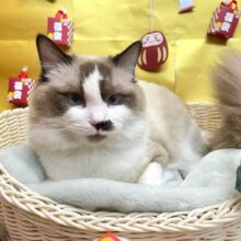 🐈最新画像🐾青い瞳🔵ラグドール(シールポイントバイカラー)男の子2024年3月1日生まれ