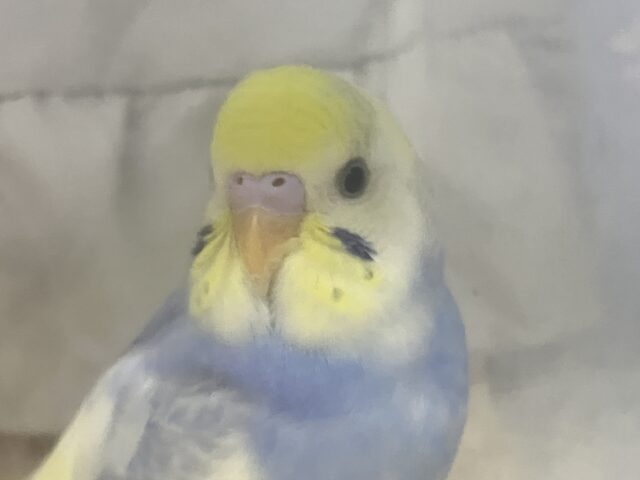 ✨最新画像✨夜空に瞬くきらきら星｡.*🌙🌟セキセイインコ(2024年11月生まれ)