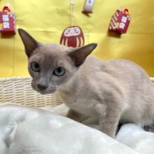 ✨最新画像✨スタイル抜群✨オリエンタルショートヘアー💎️(ブルー)💙女の子💖2024年8月29日生まれ