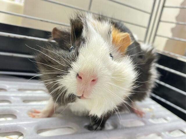 アビシニアンモルモット