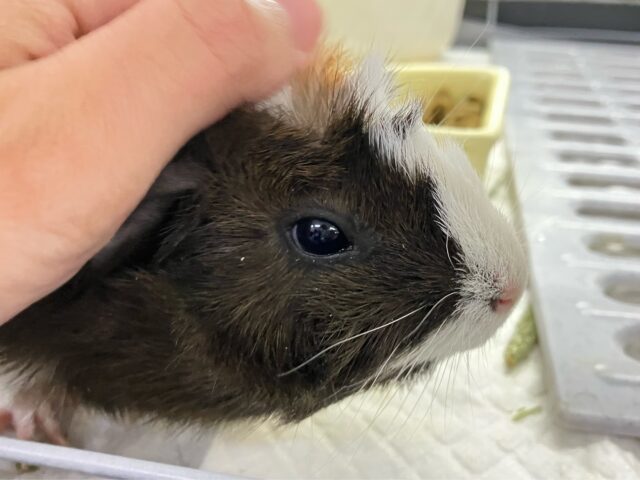 アビシニアンモルモット