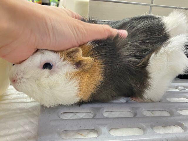 アビシニアンモルモット