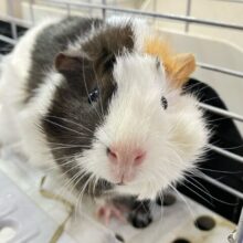 ✨最新画像✨くるりん🎶半顔メイクっ？！🪞🪄︎︎アビシニアンモルモット(2024年7月生まれ)