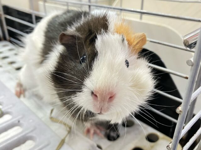 ✨最新画像✨くるりん🎶半顔メイクっ？！🪞🪄︎︎アビシニアンモルモット(2024年7月生まれ)