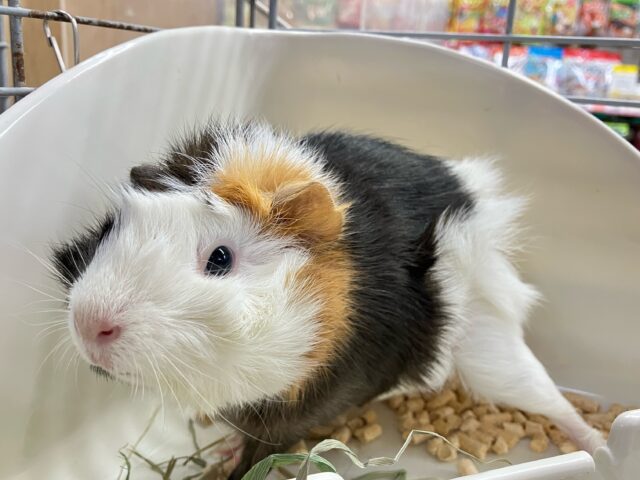 アビシニアンモルモット