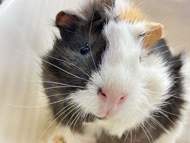 アビシニアンモルモット