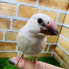 1/25更新☆色気漂う⁈元気いっぱいシルバー文鳥☆