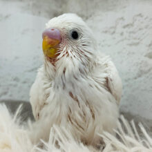 くりくりおめめに見つめられ…♡セキセイインコ(ダブルファクター) ヒナ