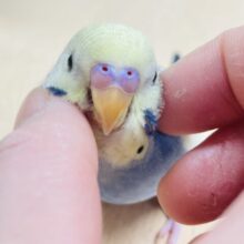 【最新画像更新🪄カゴデビューしました☆】綺麗なカラーの甘えん坊♡セキセイインコ（パステルレインボーパイド）