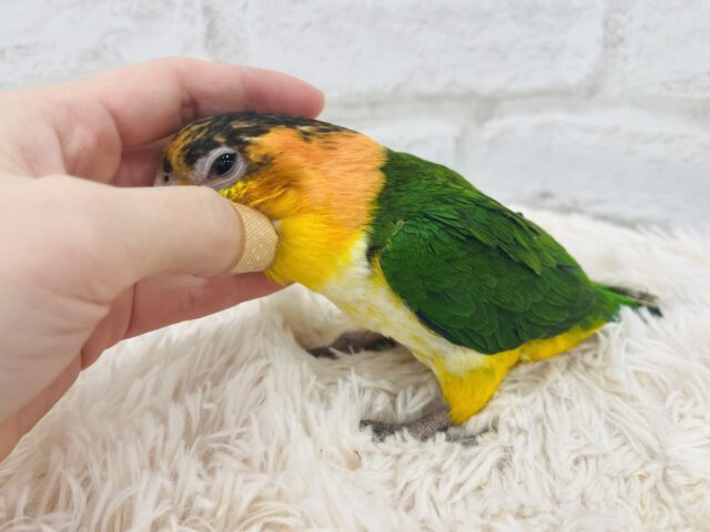 シロハラインコ