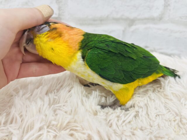 シロハラインコ