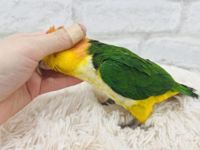 シロハラインコ