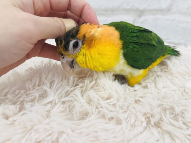 シロハラインコ