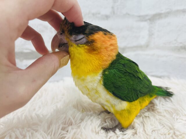 シロハラインコ