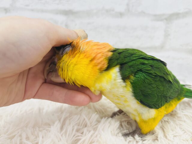 シロハラインコ