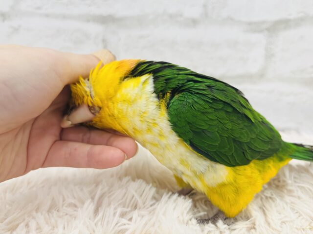 シロハラインコ