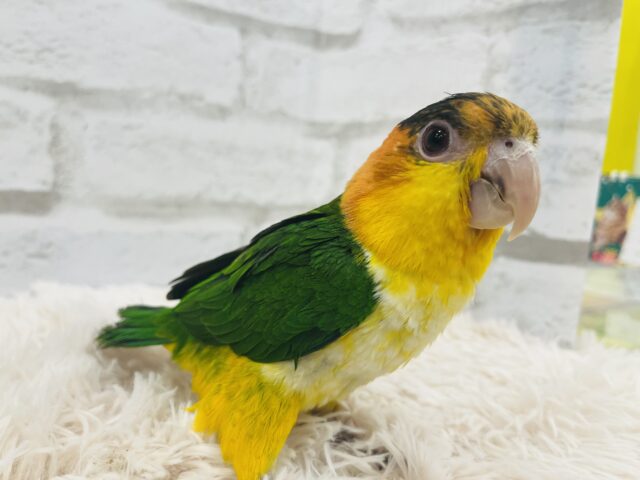 シロハラインコ