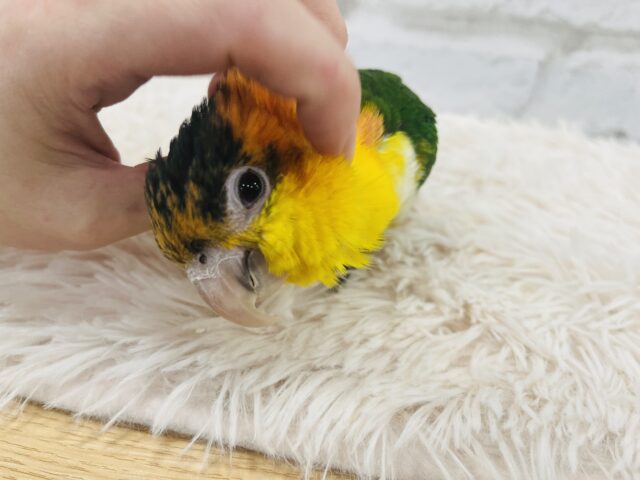 シロハラインコ