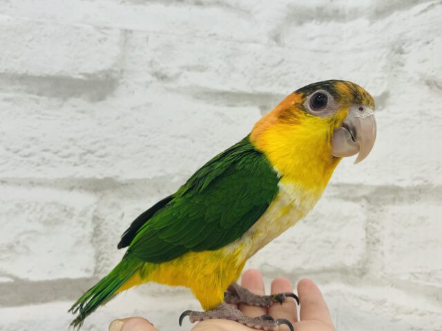 シロハラインコ