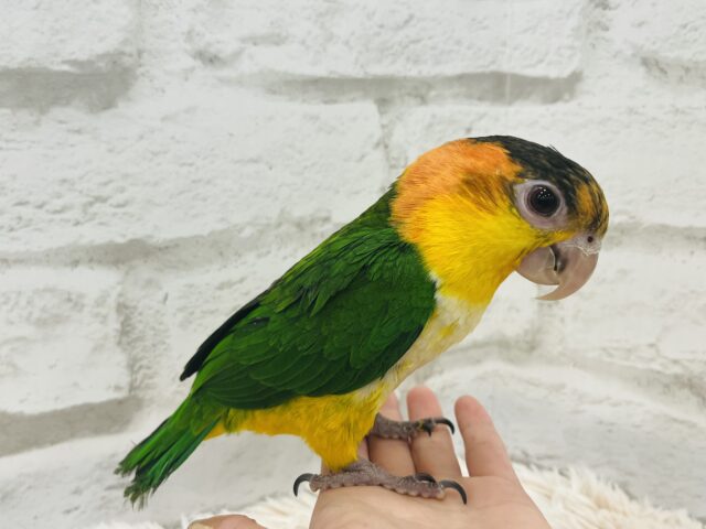 シロハラインコ