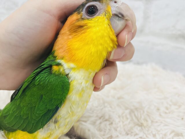 シロハラインコ