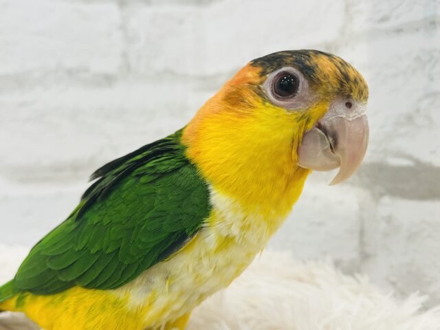 シロハラインコ