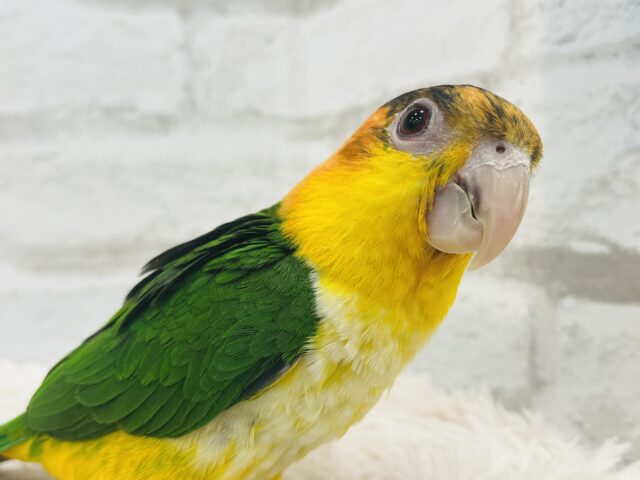 シロハラインコ