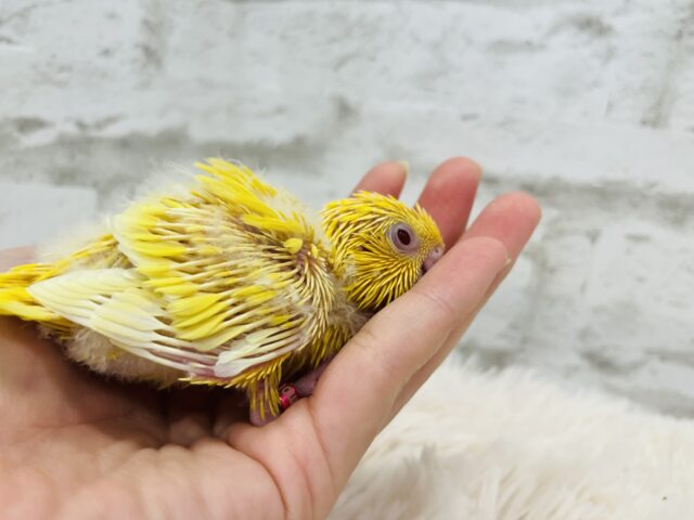 サザナミインコ