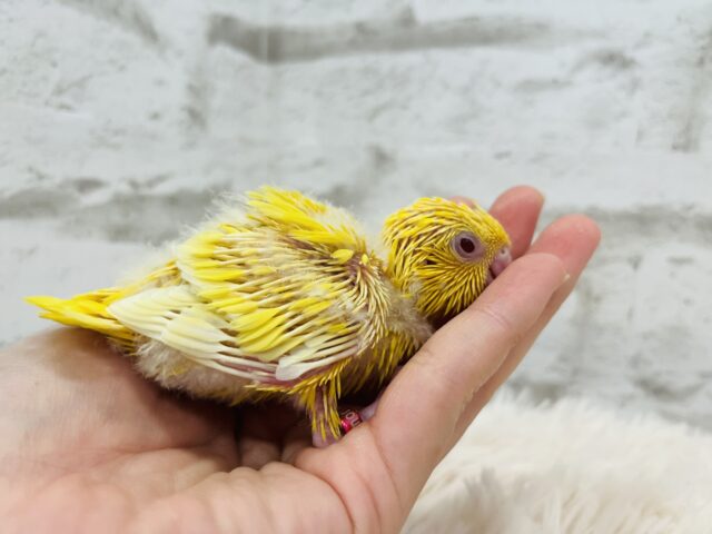 サザナミインコ