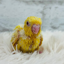 元気を与えるビタミンちゃん💛サザナミインコ(ルチノー) ヒナ