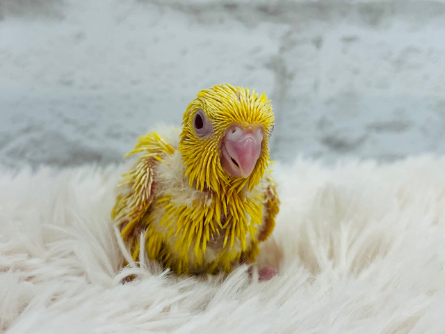 元気を与えるビタミンちゃん💛サザナミインコ(ルチノー) ヒナ