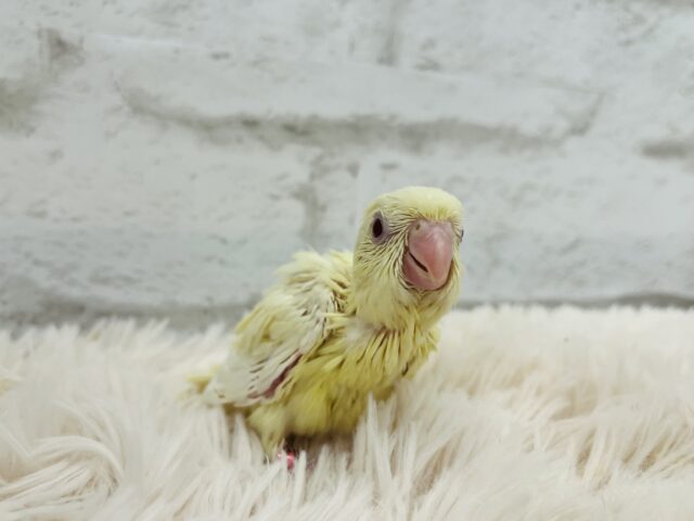 サザナミインコ