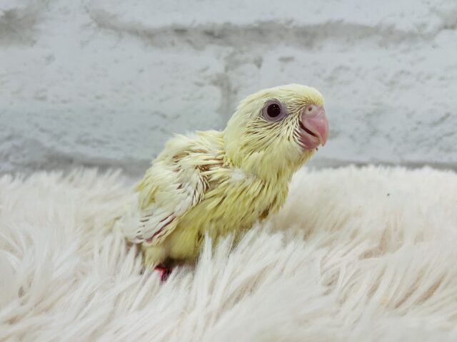 サザナミインコ