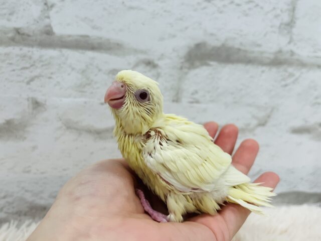 サザナミインコ