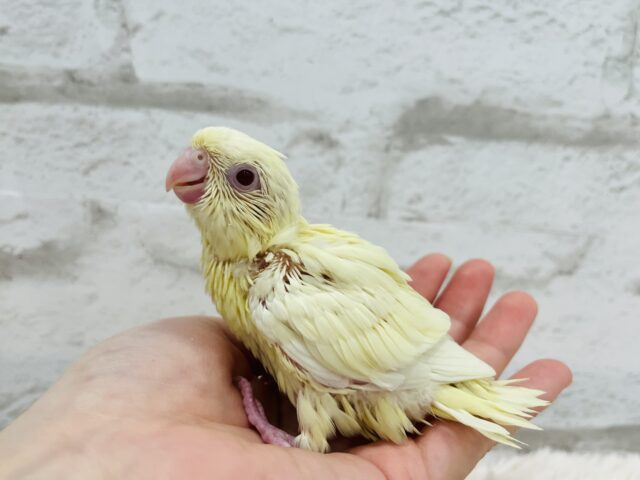 サザナミインコ