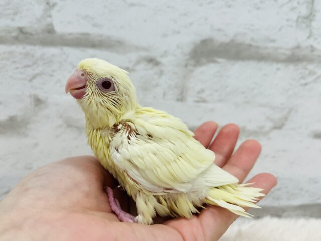 サザナミインコ