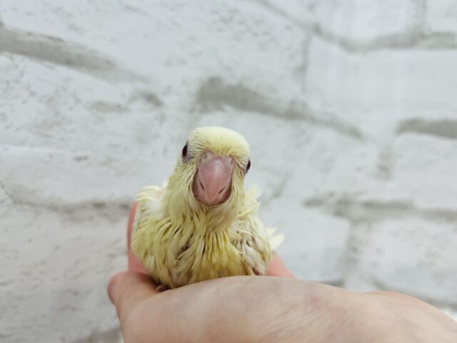 サザナミインコ