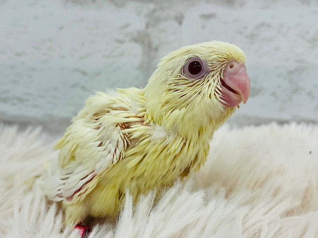 クリーミーたまごちゃん🐣サザナミインコ(クリーム) ヒナ