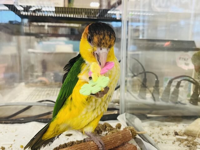 シロハラインコ