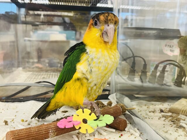 シロハラインコ