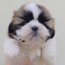 かわいいが止まらない♡もふもふシーズーくん♫