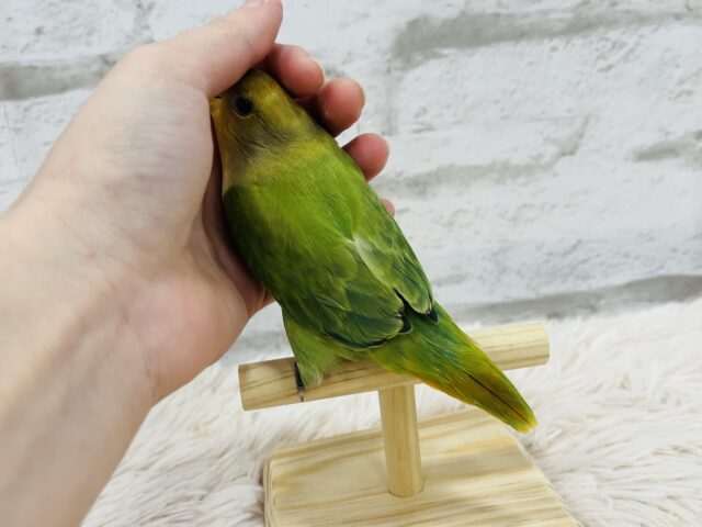 コザクラインコ（小桜インコ）