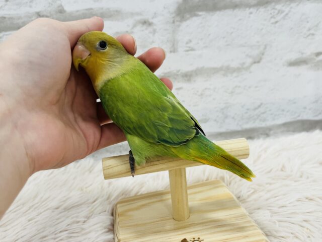 コザクラインコ（小桜インコ）