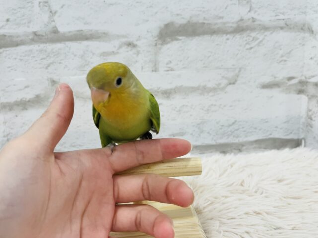 コザクラインコ（小桜インコ）