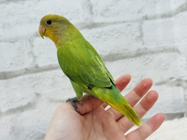 コザクラインコ（小桜インコ）